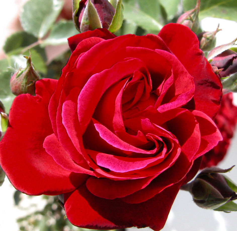 [flowers+007a.jpg]