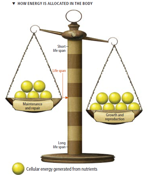 Disposable Soma Theory Why Do We Age?
