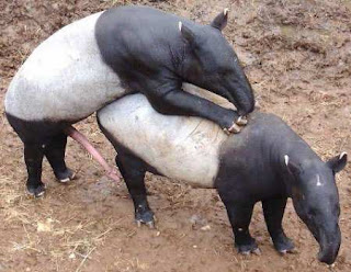 animal_tapir-sex.jpg