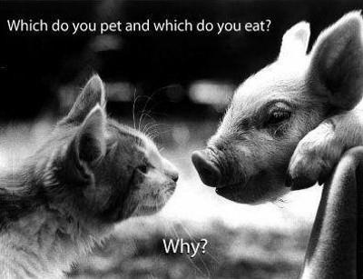 Pets,Animal