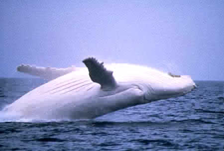 [Albinos+-+baleia.jpg]