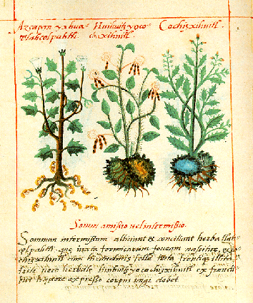 Aztec Herbal Medicine