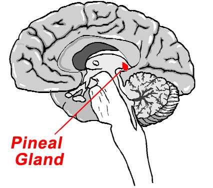 The fact that pineal gland or the third-eye derives The fact that pineal gland or the third-eye derives