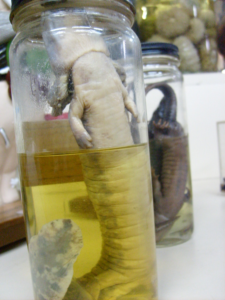 [Necturus2.JPG]