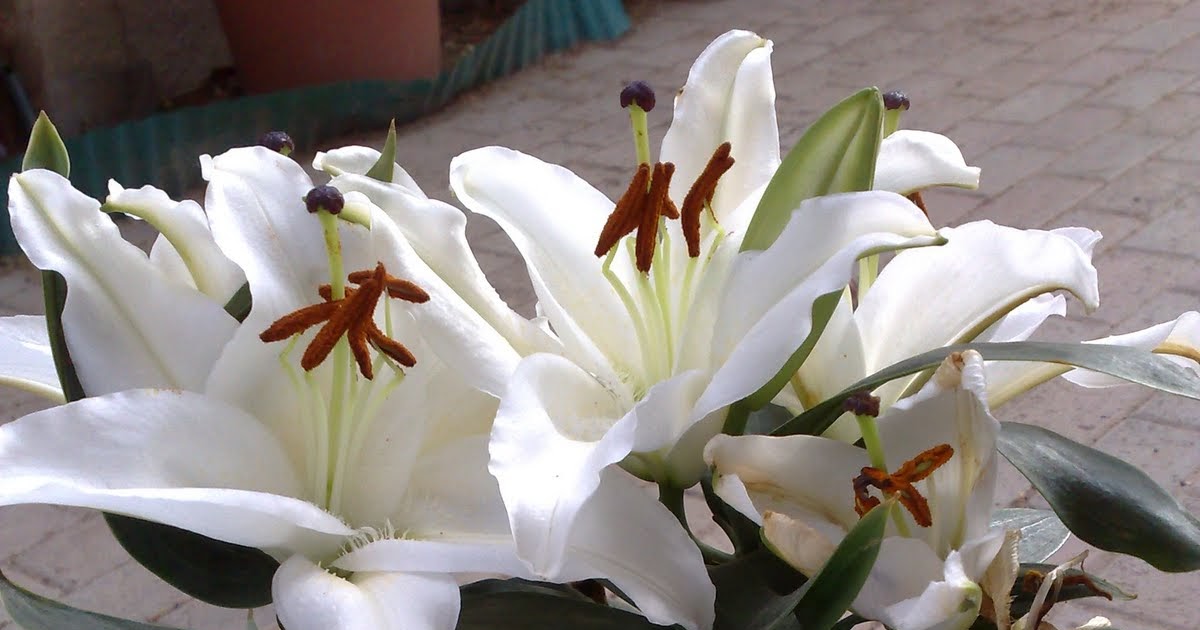 MMad about the garden Lily Propagation bulblets, bulbils, scaling