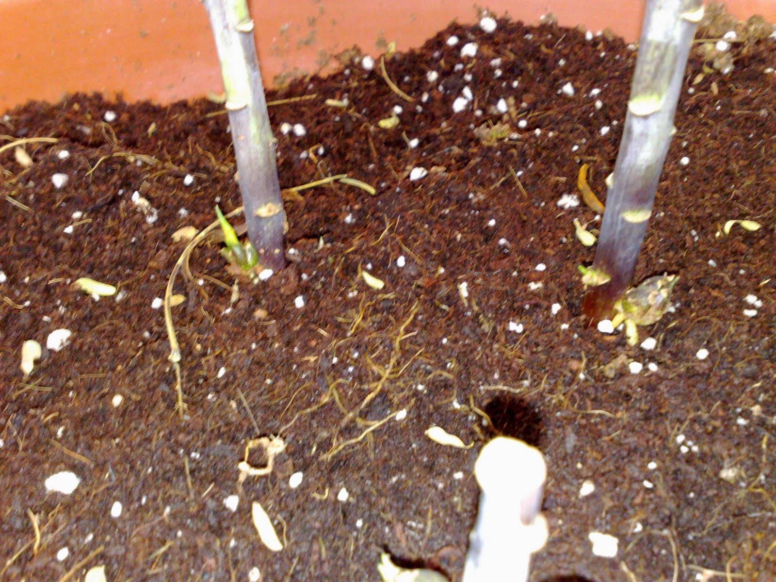 MMad about the garden Lily Propagation bulblets, bulbils, scaling