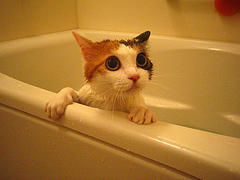 [bathingcat.jpg]