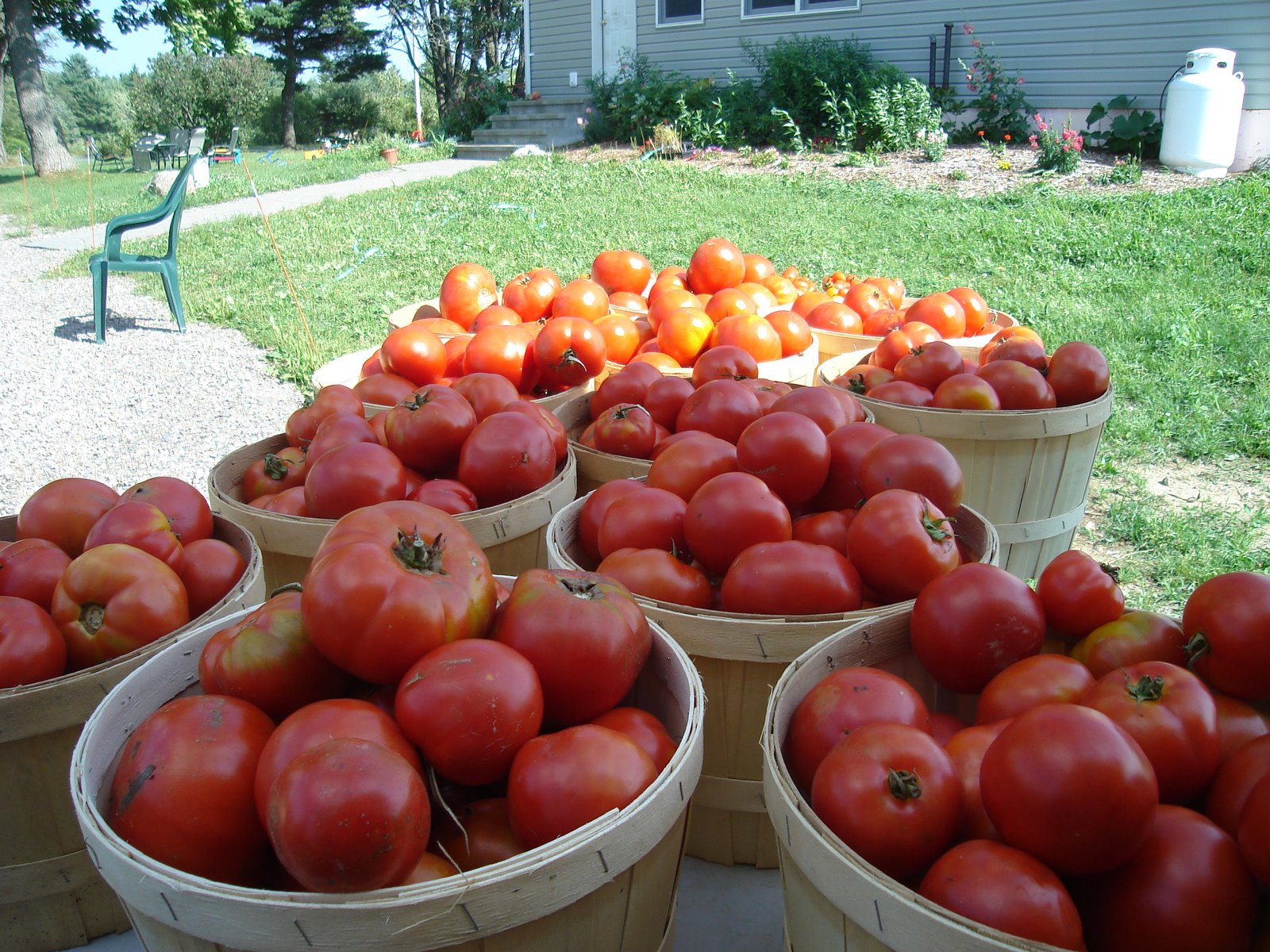 More tomatoes