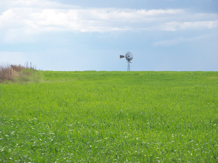 Windmill overlooking wheat field