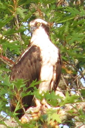 Osprey in Cushing Maine