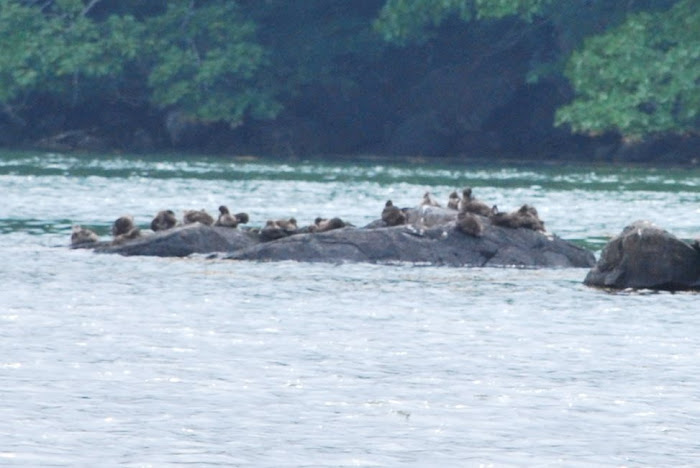 Duck Family off the Coast in Cushing Maine