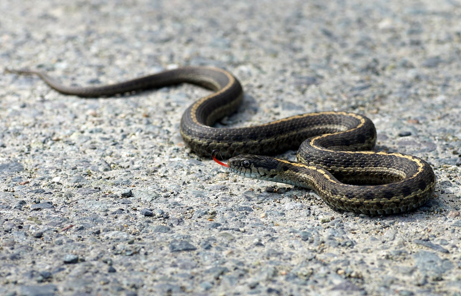 Victoria Daily Photo Western Terrestrial Garter Snake (Thamnophis elegans)
