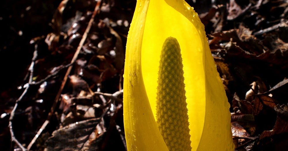 Victoria Daily Photo: Western Skunk Cabbage