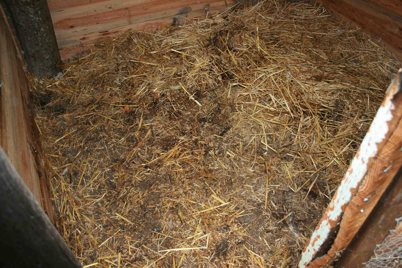 Frantic Mum Finds Out Deep Litter Beds