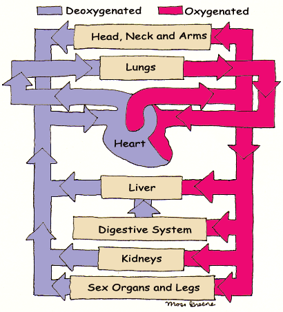 Dieter's Blog: blood circulation in human body Dieter's Blog: blood circulation in human body