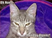 My Cat Monday