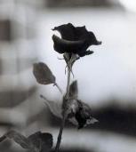 [rosa.jpg]