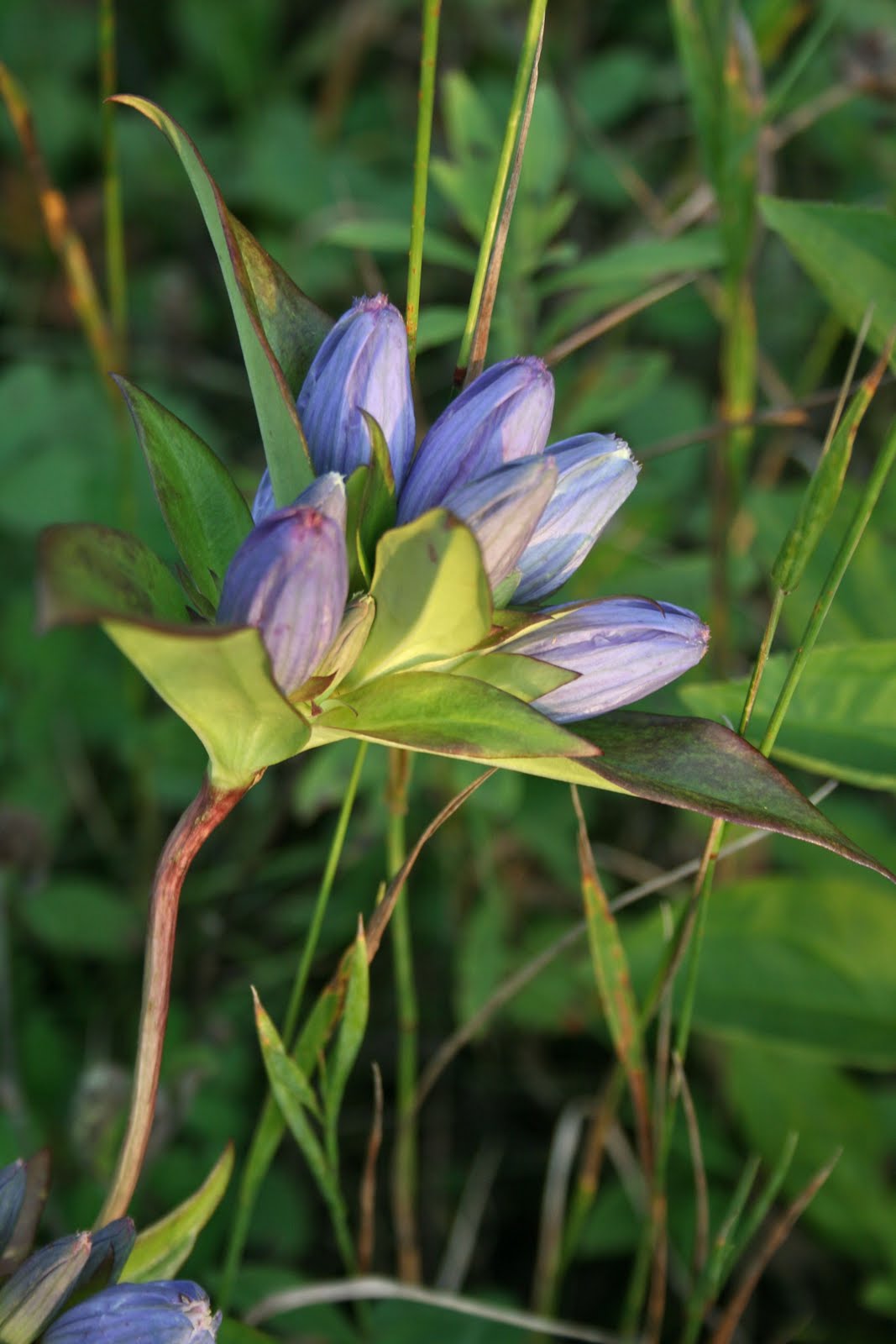 bottle gentian