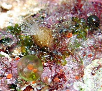 Sponges/Sponzen - Sycon raphanus