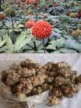 Panax notoginseng