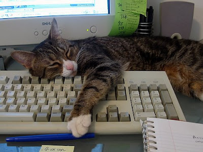   Keyboard+cat