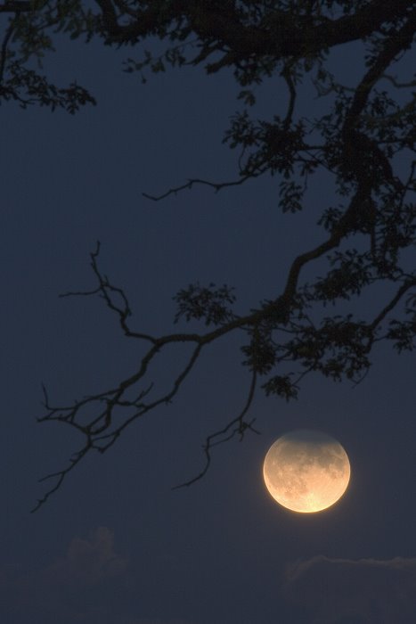 [tree+and+the+moon+shines.jpg]