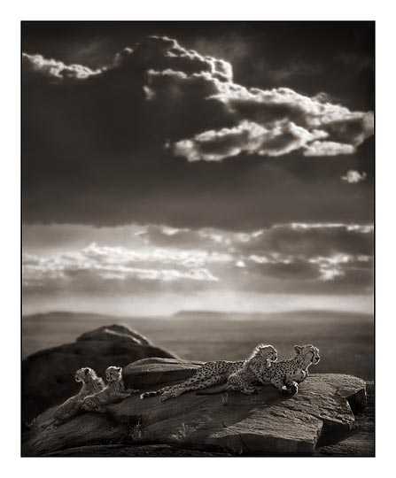 Nick Brandt Creative Wildlife Photography Seen On www.coolpicturegallery.us Nick Brandt Creative Wildlife Photography Seen On www.coolpicturegallery.us