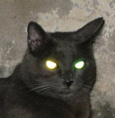 [Image: scary+cat+3.jpg]