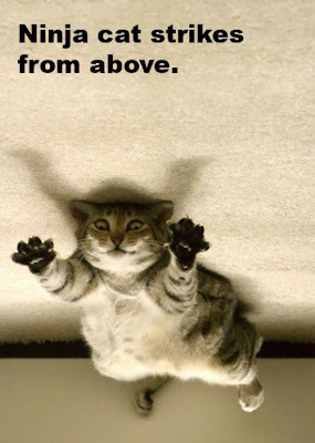 ninjacat.jpg