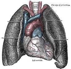 The Naturopathic Doctor: August 2010