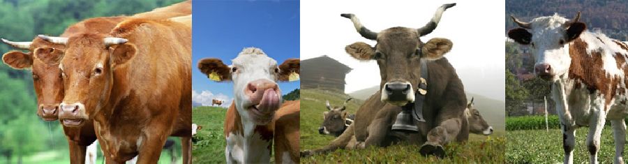 продуктивные коровы из импорта