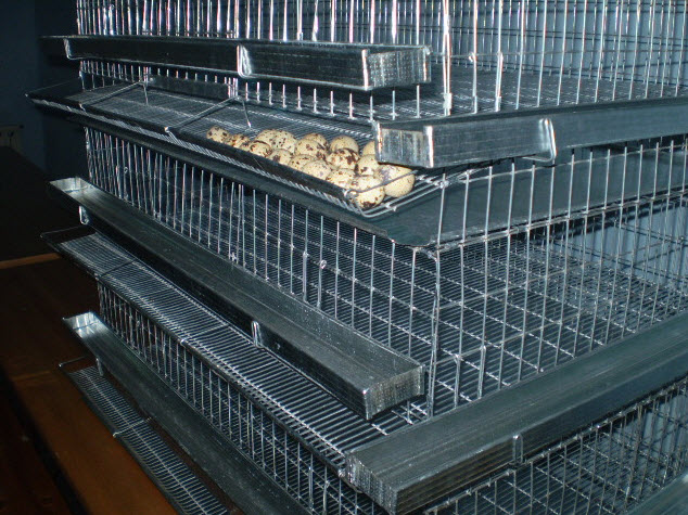 animal and bird cages: CAGES FOR QUAILS
