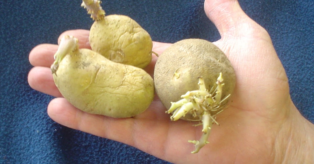 "Sharing Gardens" Sprouting potatoes? What to do.