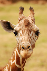 On Safari in Kenya