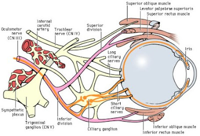 Cranial Nerves: TROCHLEAR NERVE & ABDUCENT NERVE