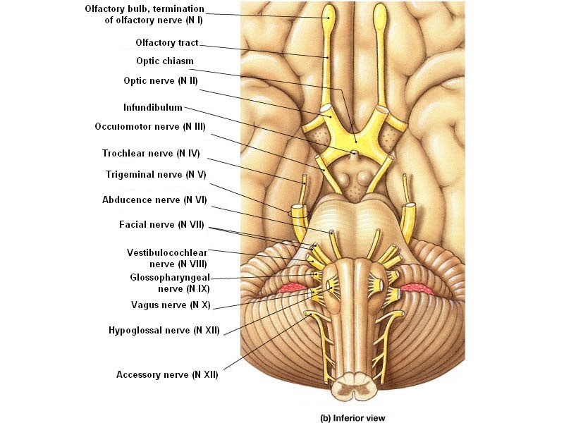 cranial nerves diagram cranial nerves introduction cranial nerves diagram cranial nerves introduction