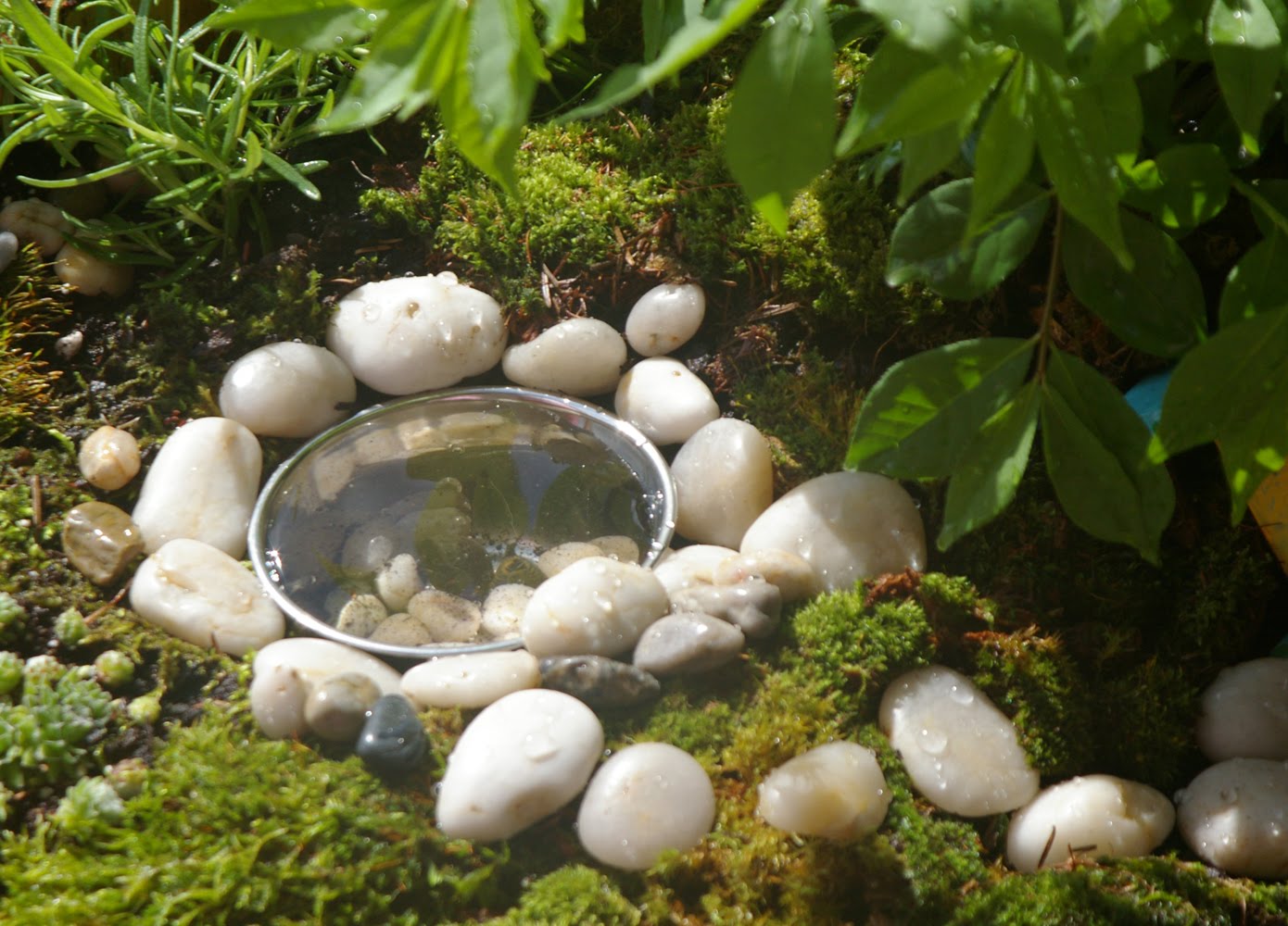 Beneath the Rowan Tree Grow, Moss, Grow Fairy Garden Planting