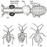 insect planet: Morphology and physiology