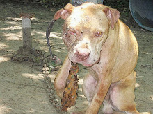 Animals abused