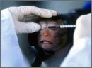 Animal Testing: The Beginning of the End