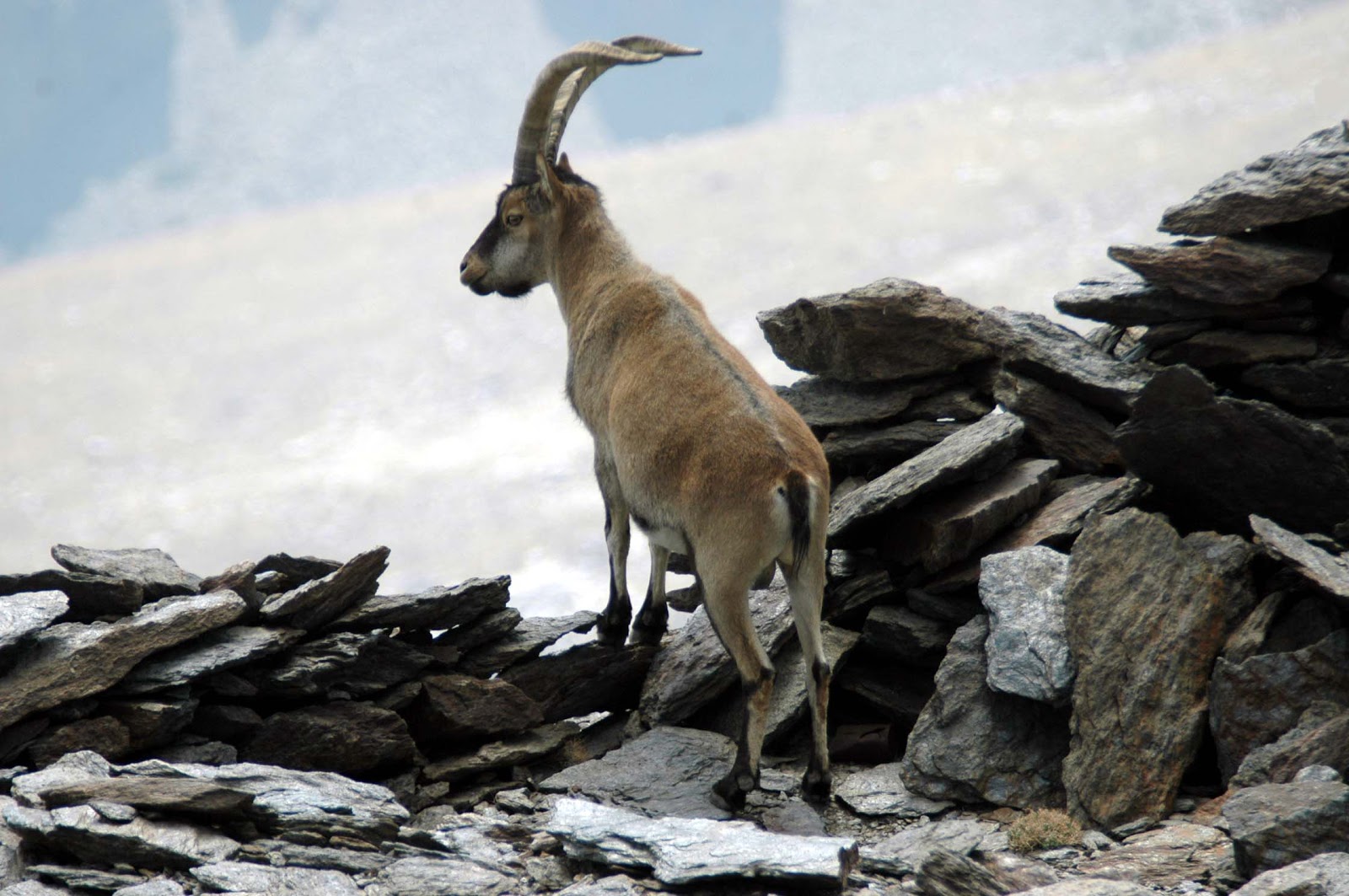 WILDLIFE&EXPEDITIONS CABRA MONTES ( Cabra pyrenaica). ESPAÑA