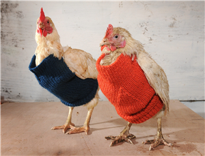 chicken jacket