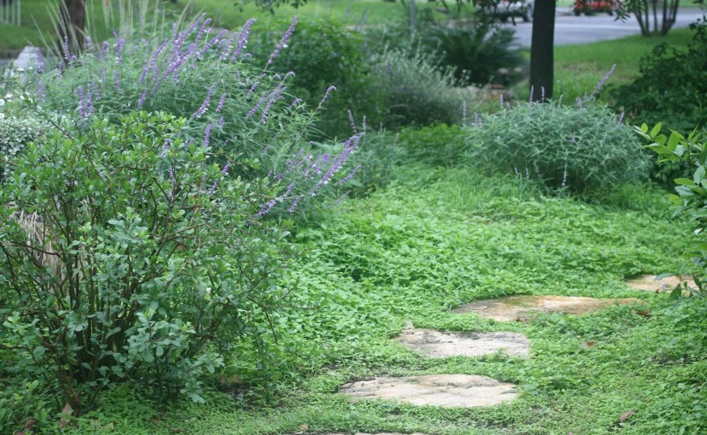 Society Garlic horseherb I like it as native groundcover for a