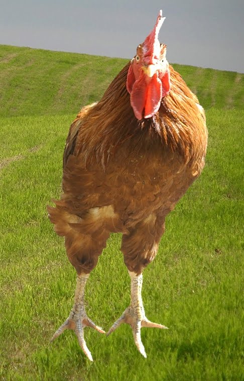 Chicken Pictures To Print Chicken Pictures To Print