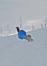 Doads "Flying"