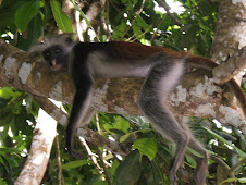 Red Colobus Monkey, Jozani National Park