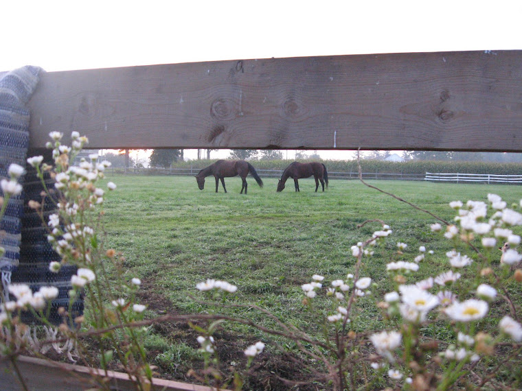 Morning View through Fence