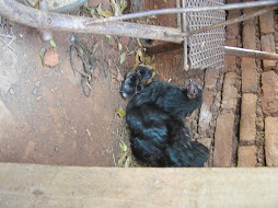 my chicken Gina