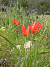 Doğada ne güzellikler var