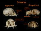 Ape Classification And Evolution | RM. Ape Classification And Evolution | RM.